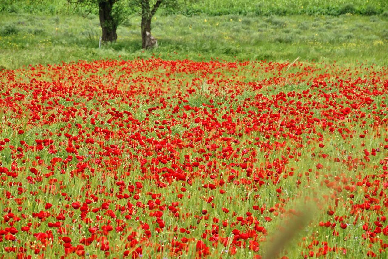 Chalet Coquelicot Kalavryta Exteriér fotografie